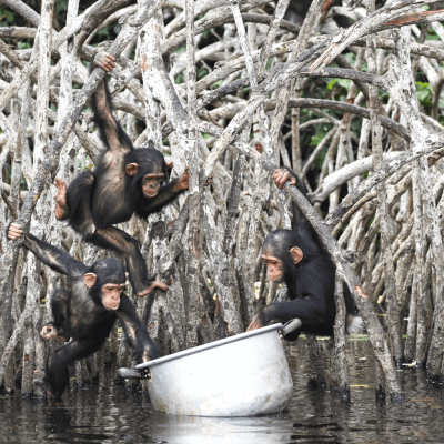 Programmes éducatifs - HELP Congo – Association Beauval Nature