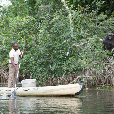 Distribution de la nourriture aux chimpanzés - HELP Congo – Association Beauval Nature