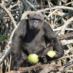Conservation chimpanzés - HELP Congo – Association Beauval Nature