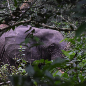 Faune sauvage - Éléphant - HELP Congo – Association Beauval Nature
